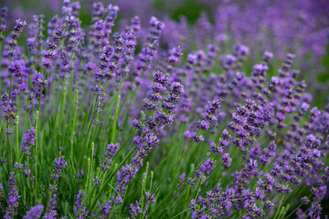 Naklejka premium Field of lavender in the sunset light. Background with golden light. Purple lavender.
