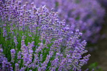 Field of lavender in the sunset light. Background with golden light. Purple lavender.