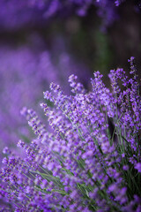 Flowers in the lavender fields in the Provence mountains. Panoramic landscape with blooming lavender. Violet background.