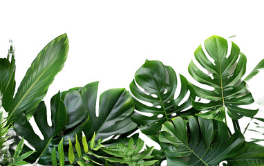 Green leaves of tropical plants bush Monstera palm on transparent or white background