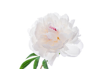 fresh peony on the white background