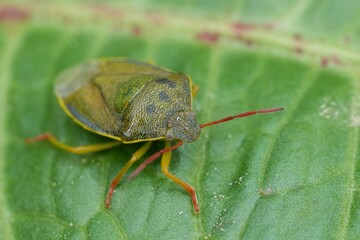 Closeup on a European gorse shield bug, gorse shield bug, Piezodorus lituratus sitting on a green leaf