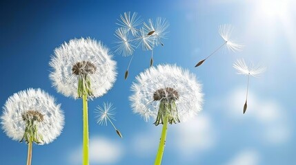 Dandelion seeds floating in air on soft blue backdrop with beautiful bokeh effects