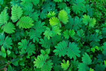 beautiful green grass with morning dew