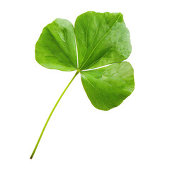 Obraz premium Green leaf of Oxalis corniculata or creeping woods on transparent or white background