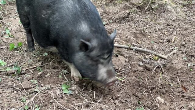 Autun im Naturpark Morvan in Frankreich