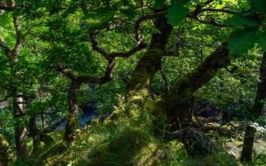 Fototapeta premium views around Capel Curig Snowdonia