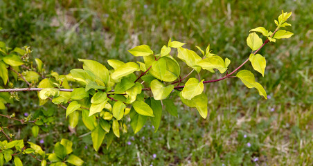Forsythia branch with green leaves on a sunny day. Forsythia bush in spring
