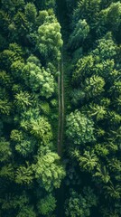 Obraz premium Minimalist forest scene, single path, tall trees, soft light filtering, green tones, top-down view, clear sky, high-resolution, peaceful and inviting style