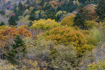 Fototapeta premium 北海道の紅葉