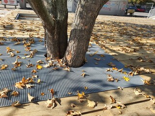 Autumn Leaves on City Sidewalk