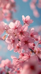 Obraz premium Japanese cherry blossoms, full bloom, soft pink petals, high resolution, serene and beautiful, delicate branches, tranquil atmosphere, springtime