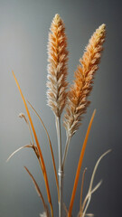 Close-up of two stalks of grass with leaves on a gray background