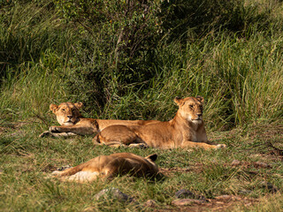 Lion in the Savannah, wildlife, wild animals, family lions