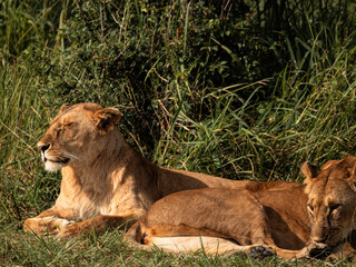 Lion in the Savannah, wildlife, wild animals, family lions