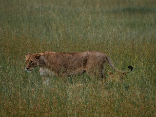Naklejka premium Lion hunting in wildlife, safari en África, kenya, natural park Masai Mara