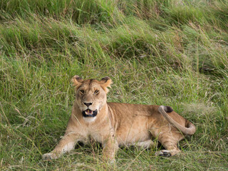 Lionesses in the savannah, wildlife in Africa