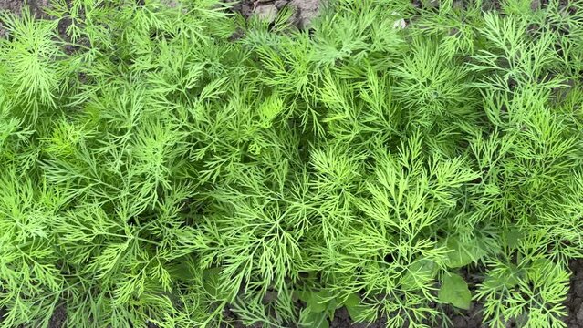 Young plants of the dill growing on field, top view