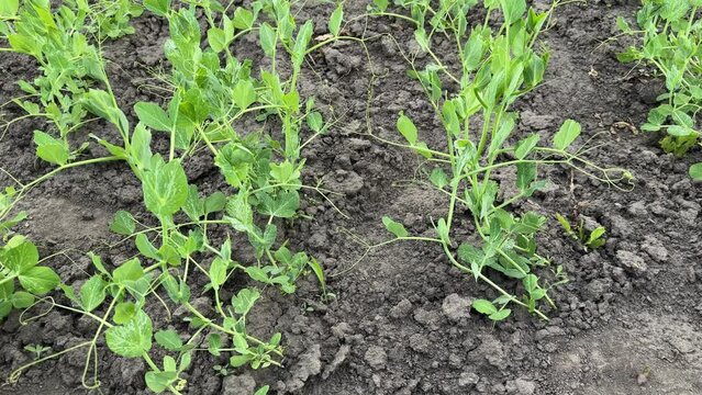 Rows of pea young plants on field in overcast day