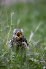 Close-up of a blackbird chick sitting in the green grass with its beak open