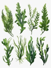 Fototapeta premium A collection of various seaweeds arranged on a white surface