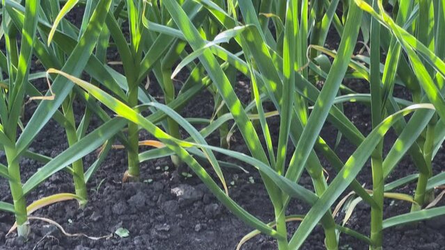 Green young garlic on a field in sunny evening backlit