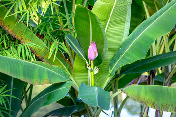 Obraz premium Banana flower, pink Banana flower in the jungle