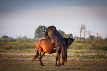 Beautiful wilde horses in nice backlight form sunset