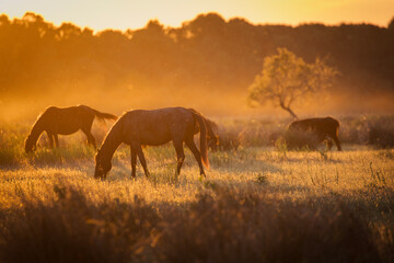 Beautiful wilde horses in nice backlight form sunset