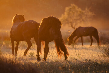 Fototapeta premium Beautiful wilde horses in nice backlight form sunset