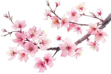 Obraz premium Close-up of pink cherry blossoms on a branch, showcasing the delicate beauty of spring blooms against a white background and transparent background.