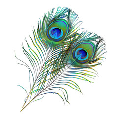 Fototapeta premium Peacock feathers on transparent or white background