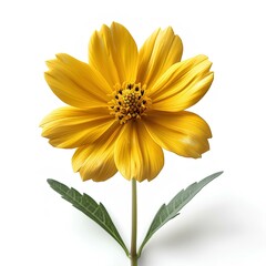 Obraz premium Coreopsis flower isolated on white background with shadow. Yellow summertime coreopsis flower