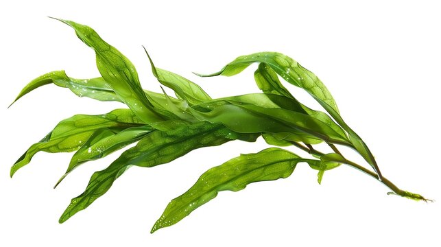 Aquatic plant java fern microsorum pteropus  narrow isolated on white background with clipping path : Generative AI