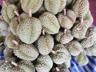 Fototapeta premium Durian, the king fruit of Thailand The shell has sharp thorns. The meat inside is soft and smells bad.