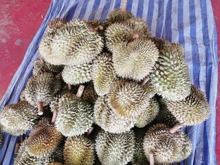Durian, the king fruit of Thailand The shell has sharp thorns. The meat inside is soft and smells bad.
