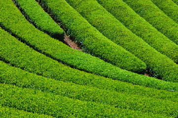 日本文化遺産 京都府和束町石寺の茶畑風景