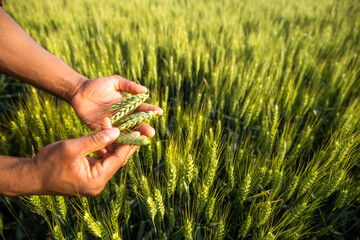 Close up image of farmer holding wheat in his hands. © inesbazdar
