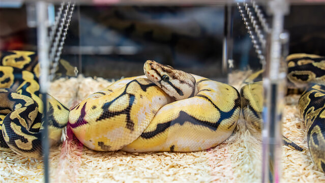 Ball python in the glass cabinet waiting to be sold. It's a popular pet in Thailand.