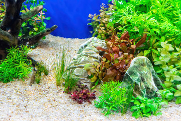 Underwater landscape nature forest style aquarium tank with a variety of aquatic plants, stones and herb decorations. © dsom