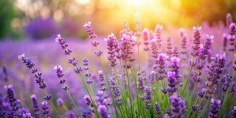 Lavender flowers blooming in a garden with pastel colors , lavender, flowers, garden, pastel, blooming, nature, floral