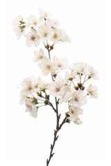 flower Photography, Cherry blossoms Akebono Close up view, Isolated on white Background
