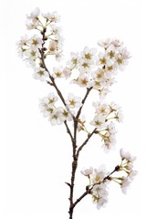 flower Photography, Cherry blossoms Akebono Close up view, Isolated on white Background