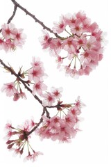 Obraz premium flower Photography, Cherry blossoms Akebono, Isolated on white Background