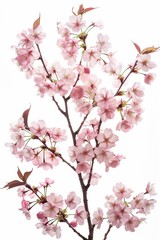 Obraz premium flower Photography, Cherry blossoms Fugenzo Close up view, Isolated on white Background