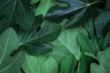 close up of leaves of fig - view from above. green leaves background