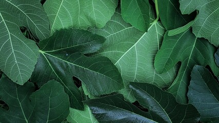 close up of leaves of fig - view from above. green leaves background