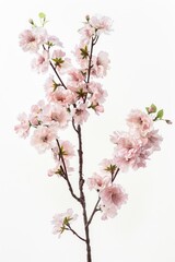 Obraz premium flower Photography, Cherry blossoms Fugenzo, Isolated on white Background
