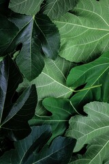 close up of green leaves of  fig