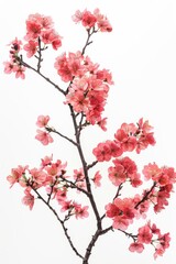 flower Photography, Cherry blossoms Kanzan, Isolated on white Background